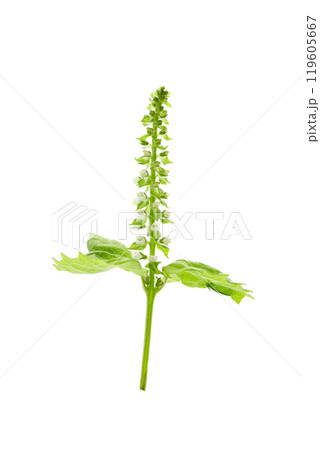 しその葉と花、白バック 119605667