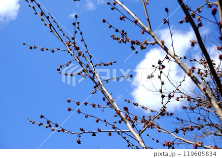 春を知らせるフサザクラ　【相模原市津久井　3月】 119605834