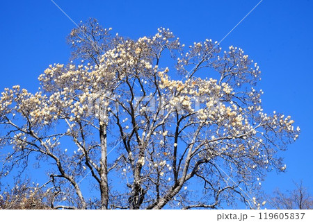青空に映えるハクモクレン 【相模原市津久井 3 月】 青空に映えるハクモクレン 【相模原市津久井 3 月】 119605837