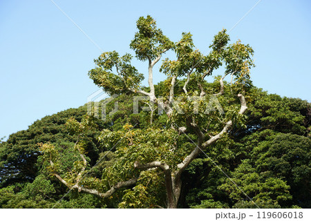 ムクロジの木 119606018