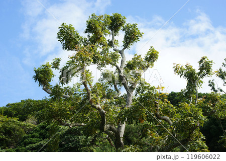 ムクロジの木 119606022