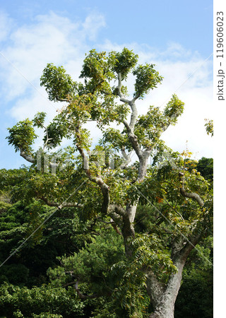 ムクロジの木 ムクロジの木 119606023