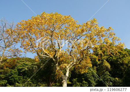 ムクロジの黄葉 119606277