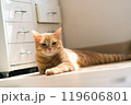adorable cat with relax action 119606801