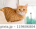 adorable cat with relax action 119606804