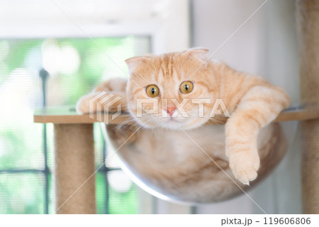 adorable cat with relax action adorable cat with relax action 119606806