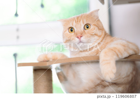 adorable cat with relax action 119606807