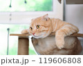 adorable cat with relax action 119606808