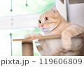 adorable cat with relax action 119606809