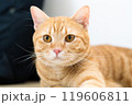 adorable cat with relax action 119606811