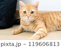 adorable cat with relax action 119606813
