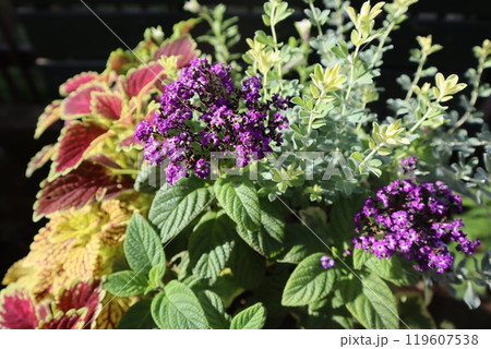 香水の花ヘリオトロープの寄せ植え 香水の花ヘリオトロープの寄せ植え 119607538