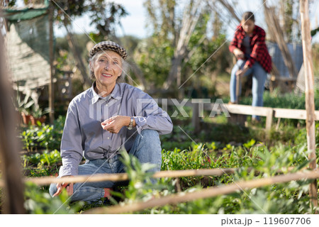 Mature woman using chopper to harvest weeds on field Mature woman using chopper to harvest weeds on field 119607706