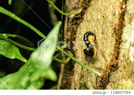 Millipede Millipede 119607764