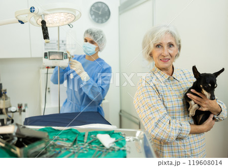 Senior woman owner hold and cuddles Miniature Pinscher pet after manipulations in veterinary clinic. 119608014