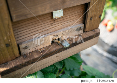 花粉交配用ミツバチ 119608426