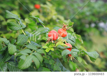 赤い実をつけたイチイの木 赤い実をつけたイチイの木 119608483