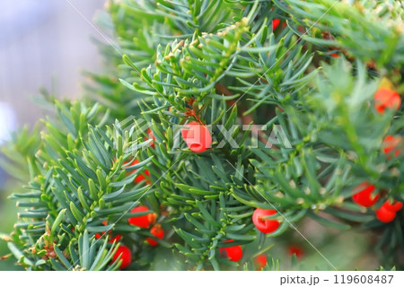 赤い実をつけたイチイの木 赤い実をつけたイチイの木 119608487
