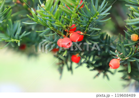 赤い実をつけたイチイの木 119608489