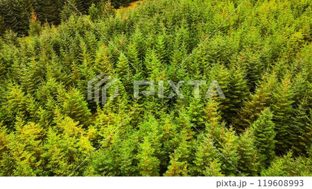 Experience the breathtaking aerial view of a lush green forest exemplifying natures beauty Experience the breathtaking aerial view of a lush green forest exemplifying natures beauty 119608993