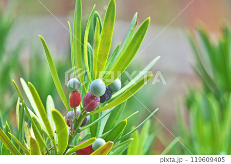 ラカンマキの実（秋、十月） 119609405