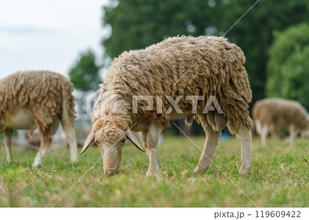 sheep on meadow eating grass 119609422