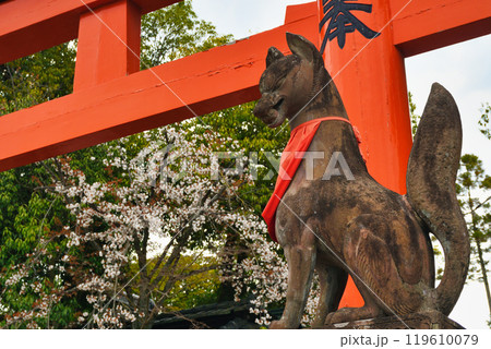 京都 伏見稲荷大社 狛狐と桜(京都府京都市伏見区) 京都 伏見稲荷大社 狛狐と桜(京都府京都市伏見区) 119610079
