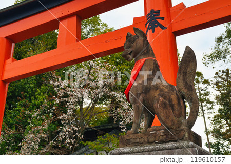京都 伏見稲荷大社 狛狐と桜(京都府京都市伏見区) 京都 伏見稲荷大社 狛狐と桜(京都府京都市伏見区) 119610157