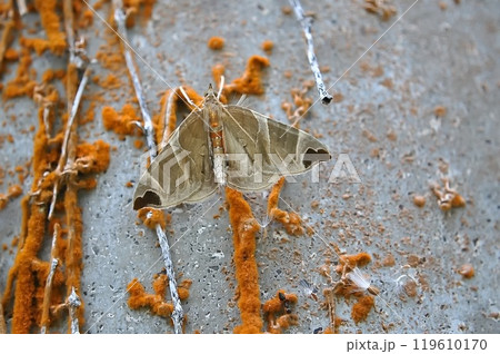 ウストビモンナミシャク 119610170