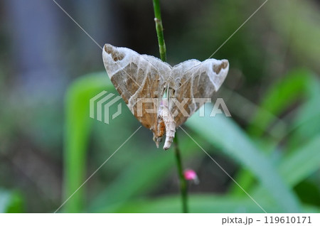 ウストビモンナミシャク 119610171