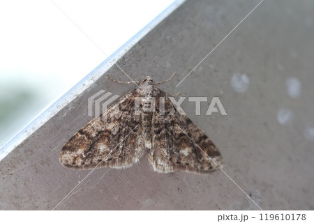 ウスバキエダシャク 119610178