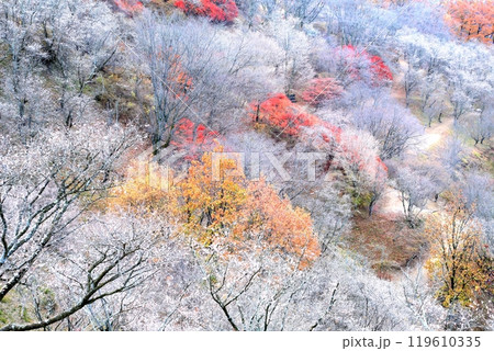 桜山公園の冬桜 119610335