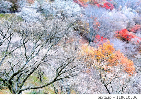 桜山公園の冬桜 桜山公園の冬桜 119610336