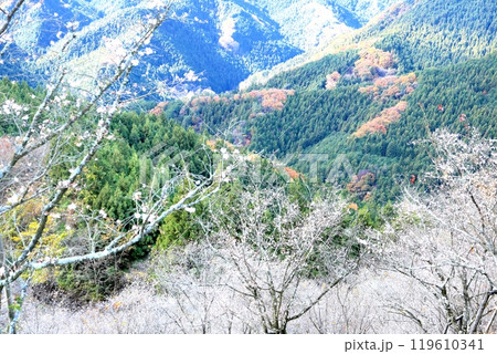 桜山公園の冬桜 119610341