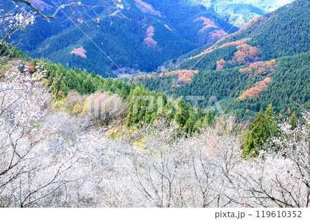 桜山公園の冬桜 119610352