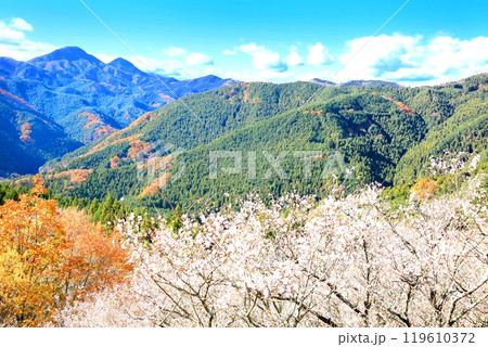 桜山公園の冬桜 桜山公園の冬桜 119610372