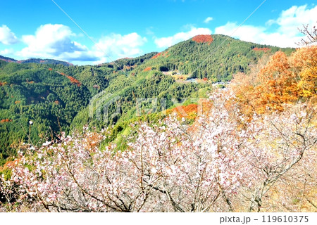 桜山公園の冬桜 桜山公園の冬桜 119610375