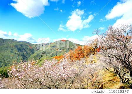 桜山公園の冬桜 桜山公園の冬桜 119610377