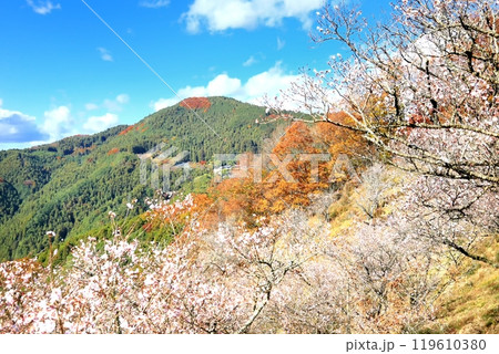桜山公園の冬桜 119610380