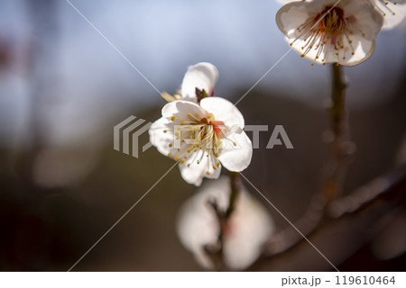 白梅のクローズアップ 119610464