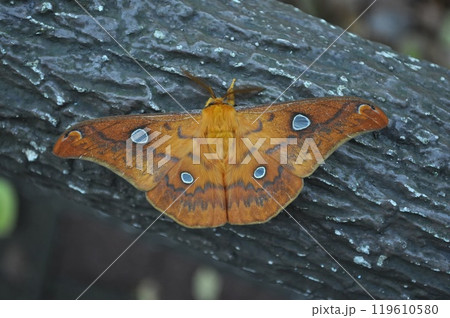 ウスタビガ ウスタビガ 119610580