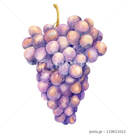 Watercolor purple grapes. Illustration of purple fruit isolated on white background. Grape symbol for wine, juice, jam labels. Clipart for winery, cafe, restaurant. 119611022