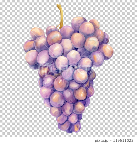 Watercolor purple grapes. Illustration of purple fruit isolated on white background. Grape symbol for wine, juice, jam labels. Clipart for winery, cafe, restaurant. Watercolor purple grapes. Illustration of purple fruit isolated on white background. Grape symbol for wine, juice, jam labels. Clipart for winery, cafe, restaurant. 119611022