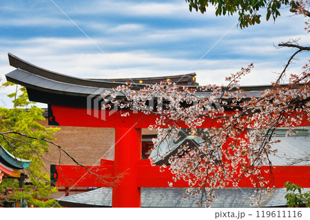 京都 伏見稲荷大社　赤い鳥居と桜（京都府京都市伏見区） 119611116