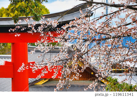 京都 伏見稲荷大社 赤い鳥居と桜(京都府京都市伏見区) 京都 伏見稲荷大社 赤い鳥居と桜(京都府京都市伏見区) 119611341