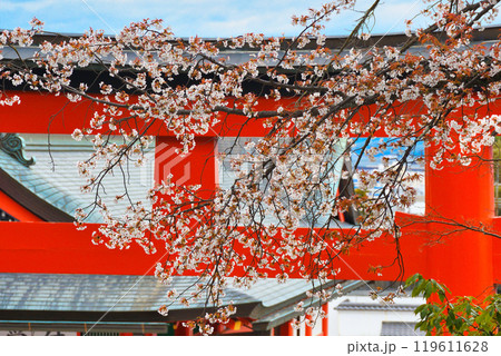 京都 伏見稲荷大社　赤い鳥居と桜（京都府京都市伏見区） 119611628