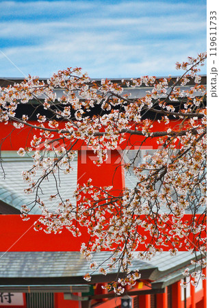 京都 伏見稲荷大社 赤い鳥居と桜(京都府京都市伏見区) 京都 伏見稲荷大社 赤い鳥居と桜(京都府京都市伏見区) 119611733