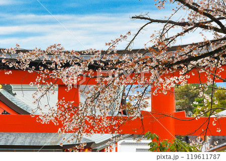 京都 伏見稲荷大社 赤い鳥居と桜(京都府京都市伏見区) 京都 伏見稲荷大社 赤い鳥居と桜(京都府京都市伏見区) 119611787