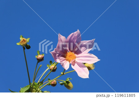 皇帝ダリア 119611805