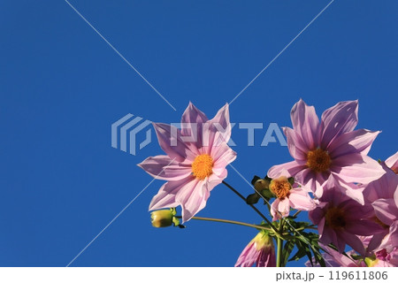 皇帝ダリア 119611806